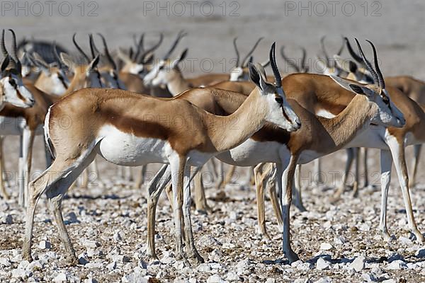 Springboks