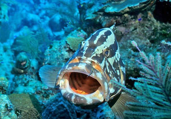 Nassau grouper