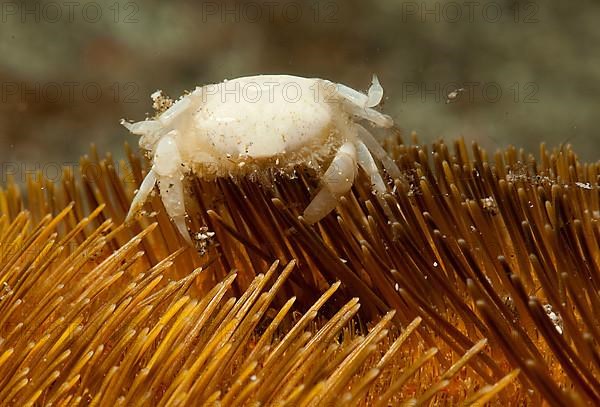 Heart Urchin Pea Crab