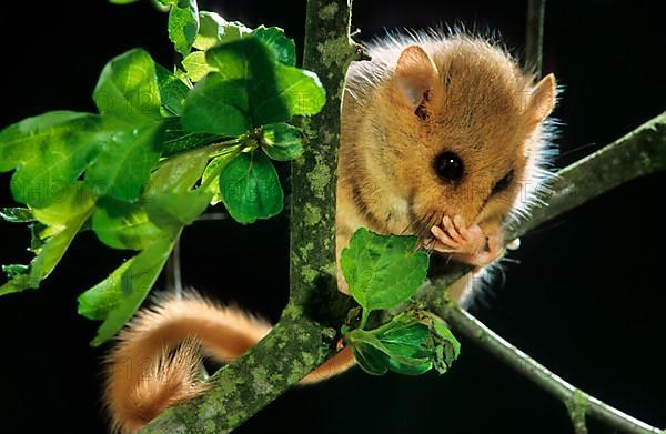 Common dormouse