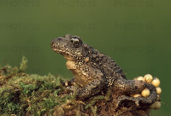 Midwife toad