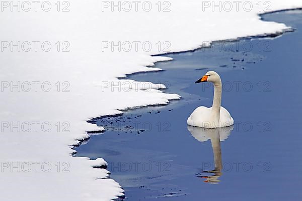 Whooper swan