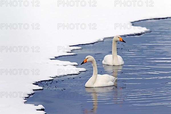 Whooper swan