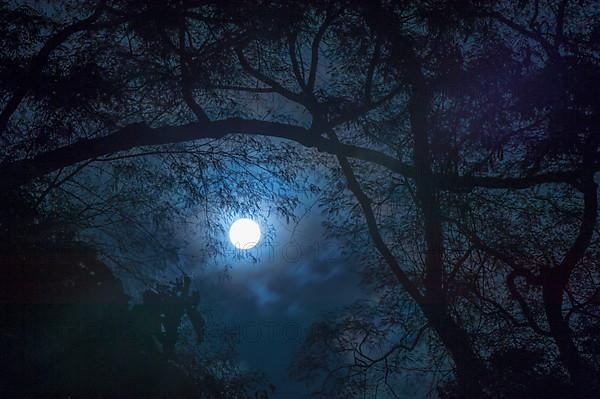 Moon over the Atlantic Forest of Caratinga