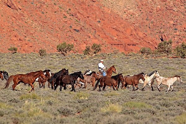 Navajo cowboy drives mustangs