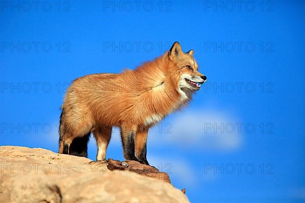 American red fox