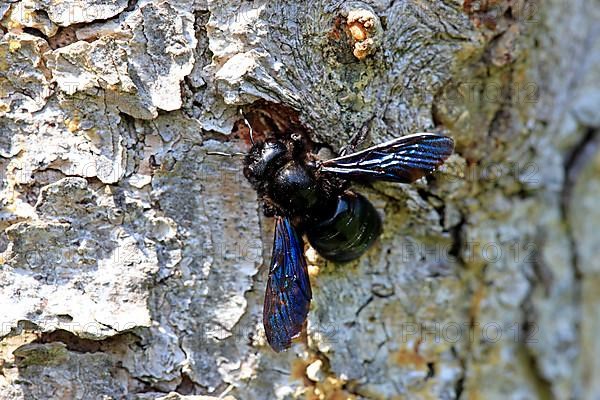 Violet carpenter bee