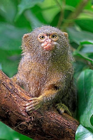 Pygmy marmoset