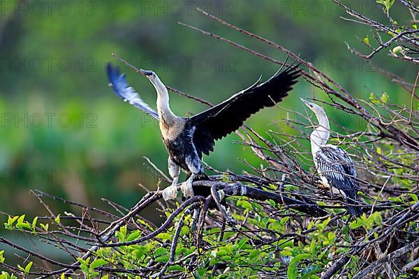 Anhinga