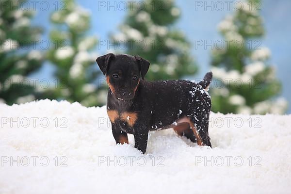 German Hunting Terrier