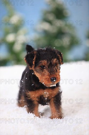 Welsh Terrier
