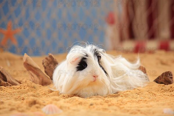 Sheltie guinea pig