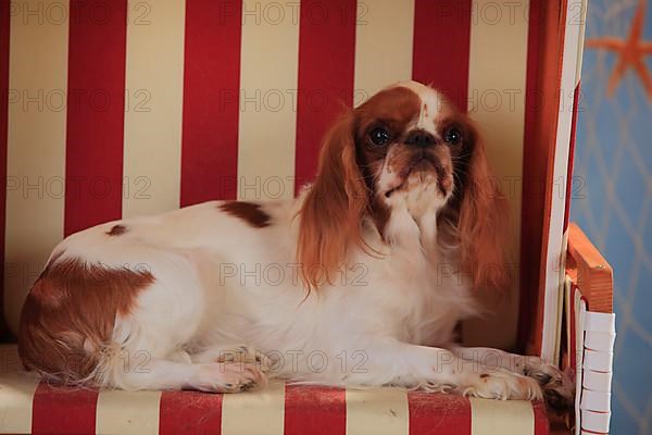 King Charles Spaniel