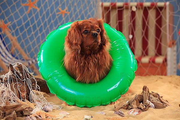 Cavalier King Charles Spaniel