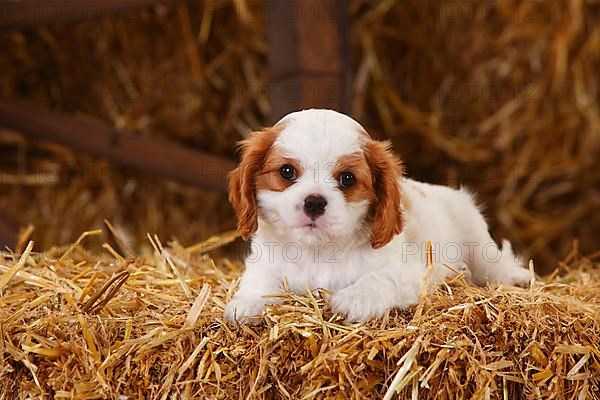 Cavalier King Charles Spaniel