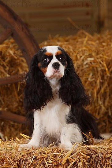 Cavalier King Charles Spaniel