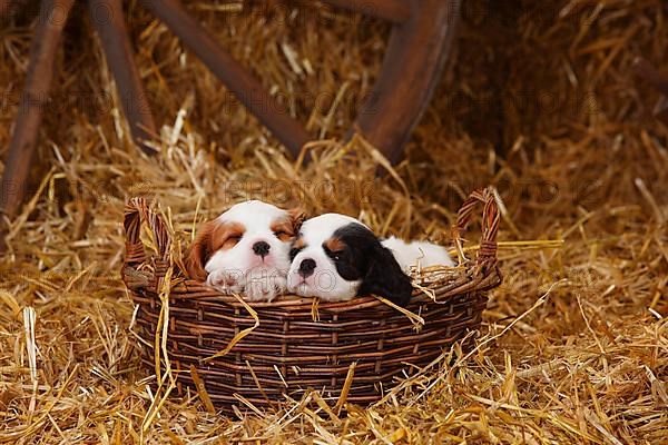 Cavalier King Charles Spaniel