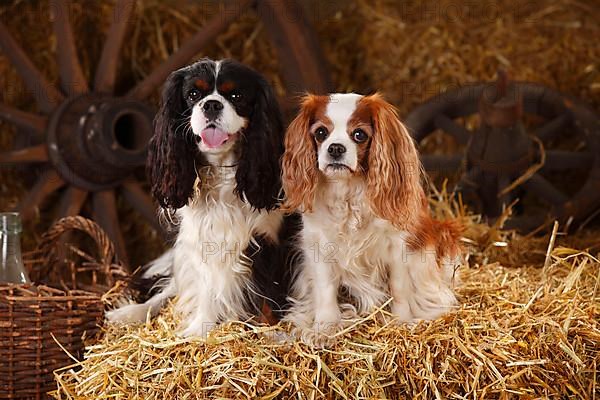 Cavalier King Charles Spaniel