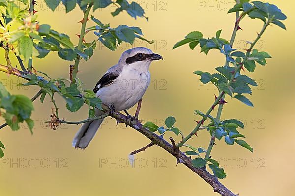 Great Grey Shrike