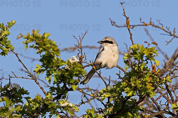 Great Grey Shrike