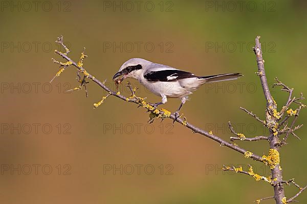 Great Grey Shrike