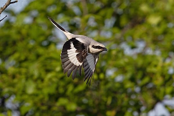 Great Grey Shrike