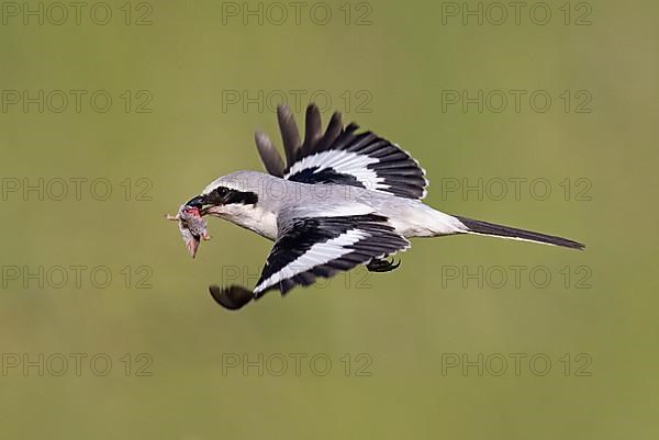 Great Grey Shrike