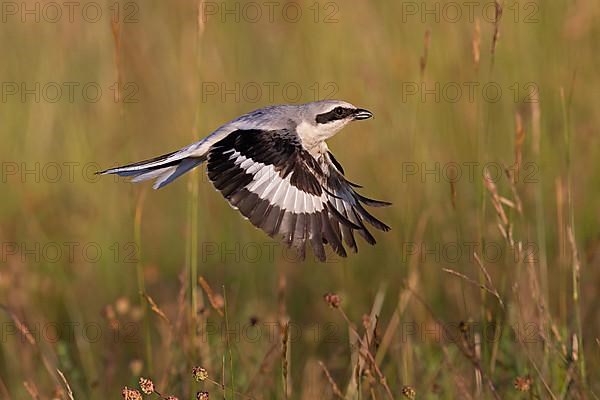 Great Grey Shrike