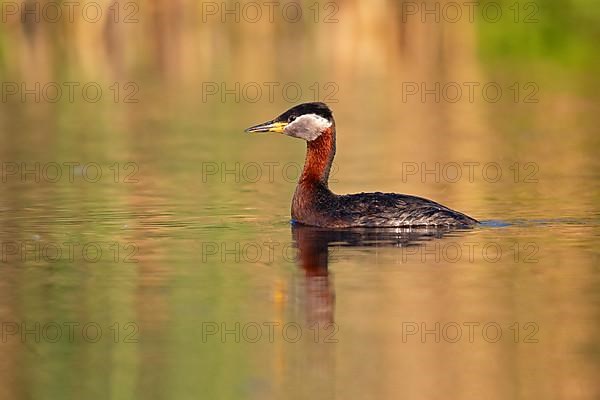 Red-necked grebe