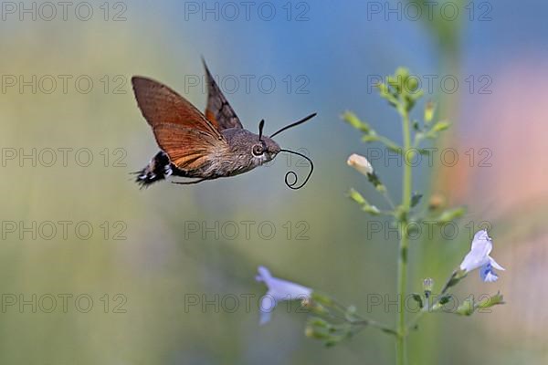 Hummingbird hawk-moth