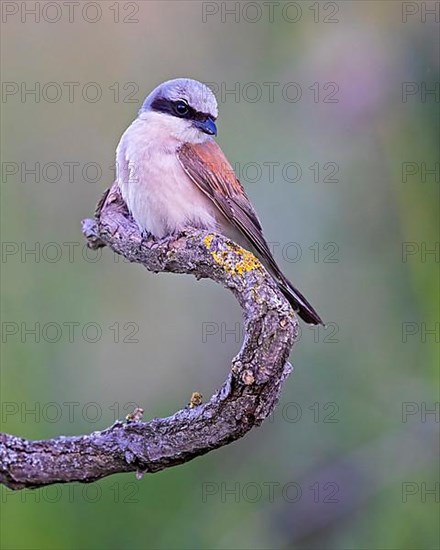 Red-backed Shrike