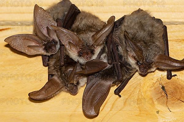 Grey long-eared bat