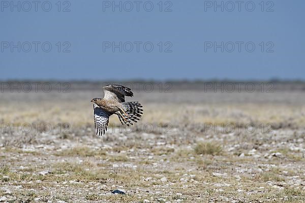 Pale chanting goshawk