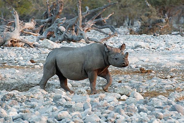 Black rhinoceros