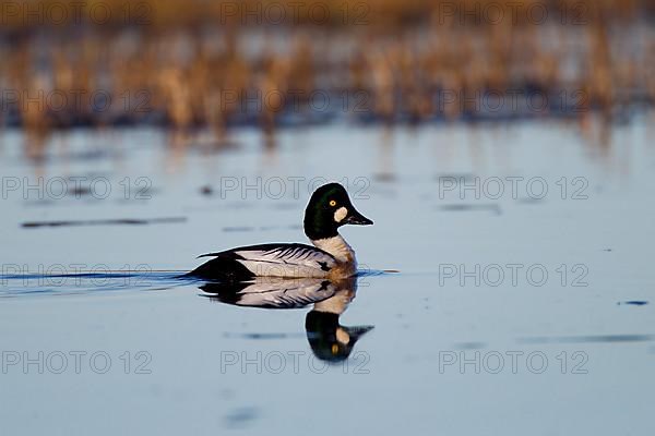 Common Goldeneye