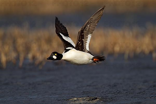 Common Goldeneye