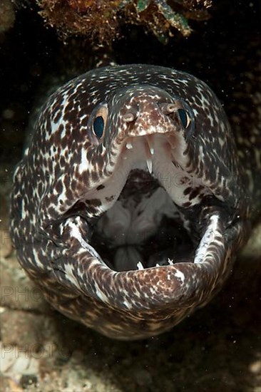 Spotted moray