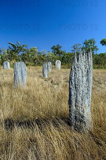 Termite mounts