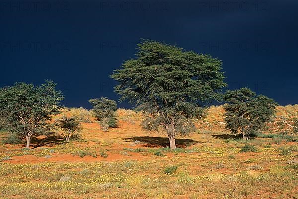 Camel thorn