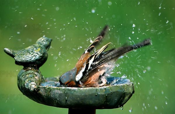 Male common chaffinch