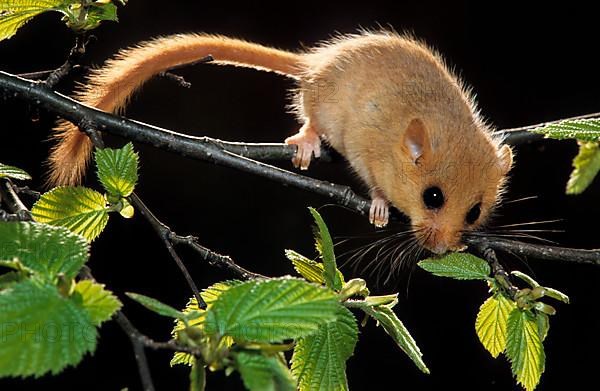 Common dormouse