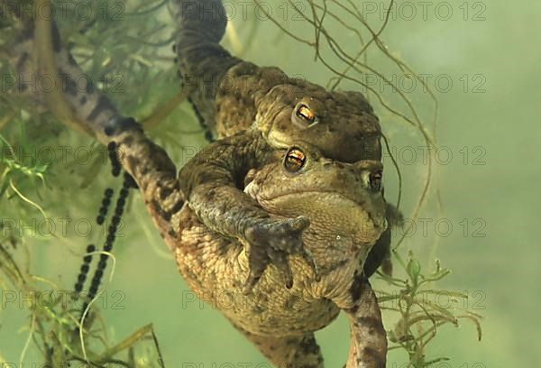 Common toad