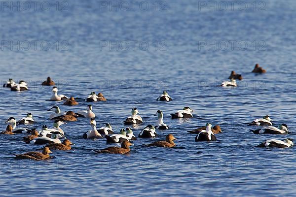 A flock of common eiders