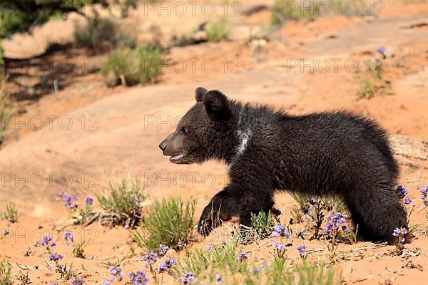 Grizzly bear