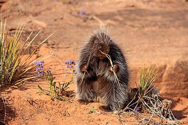 North american porcupine