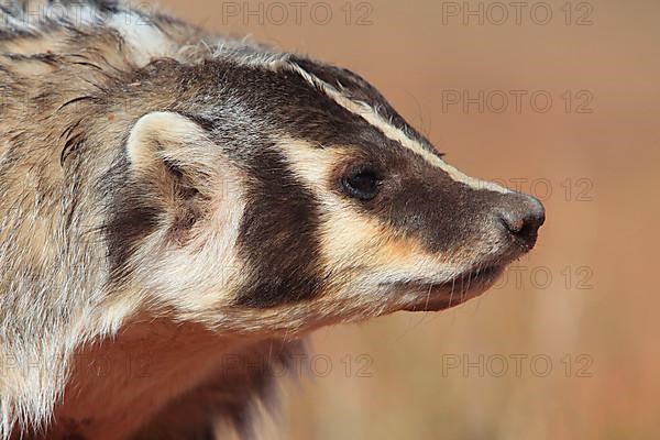 Badger