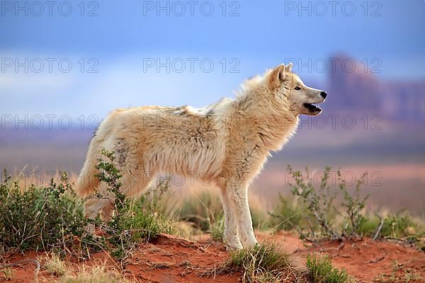 Timbergray wolf