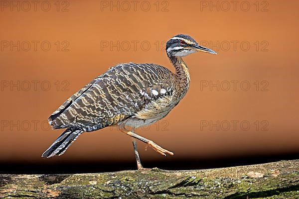 Sunbittern