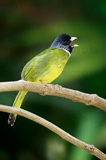 Collared finchbill