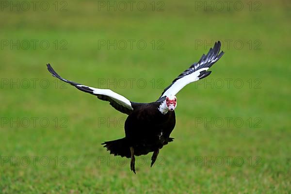 Muscovy duck